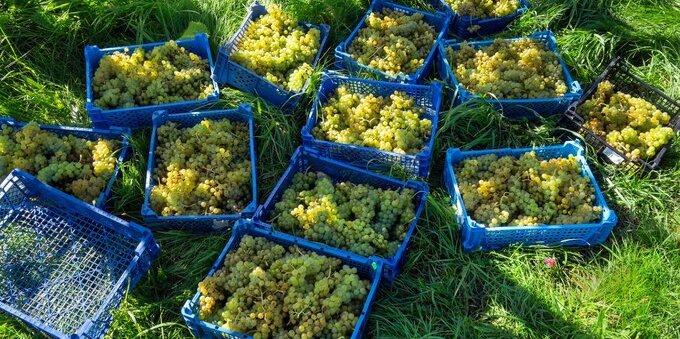 Vendemmia 2026 in Ticino, si raccoglie con un mese di anticipo: acini piccoli e meno chili sui 1'143 ettari di vigna