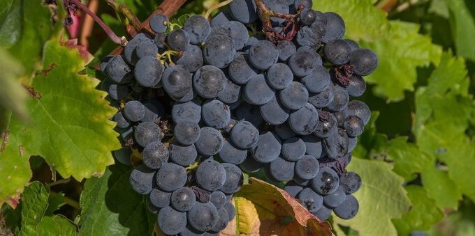 In Ticino inizia la vendemmia e i viticoltori fanno i conti con i danni da maltempo. Le testimonianze