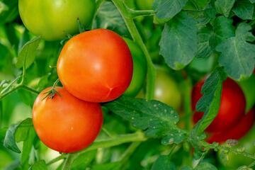 Si chiama ToBRFV ed è il virus che minaccia l'agricoltura svizzera: scopriamo perché