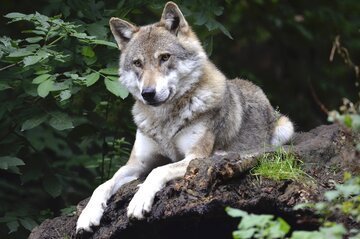 Lupo in Ticino: ordinato l'abbattimento di un esemplare in Valle di Blenio