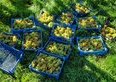 Vendemmia 2026 in Ticino, si raccoglie con un mese di anticipo: acini piccoli e meno chili sui 1'143 ettari di vigna
