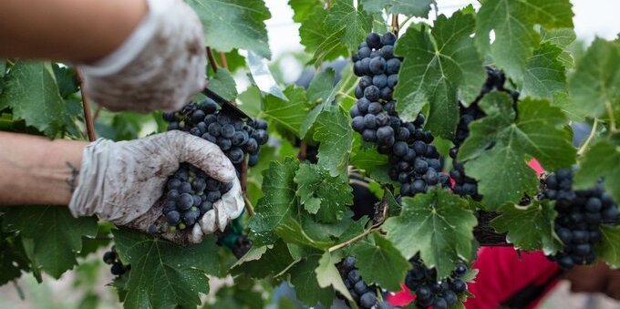 Vendemmia 2023: la Francia supera l'Italia e torna a essere il primo produttore di vino al mondo