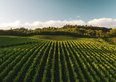 Le 5 cantine del Mendrisiotto da visitare quest'estate: quanto costa davvero una degustazione di merlot (dai 10 ai 25 CHF)