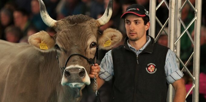 INTERVISTA Lupi e allevamento. Matteo Ambrosini: «Danni economici e psicologici per animali e allevatori»