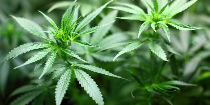 Droga: nel 2022 intercettati 141,4 kg di hashish. La cannabis si conferma la più richiesta