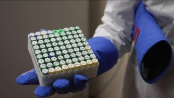 Il segreto del gusto dei formaggi svizzeri: il ruolo cruciale dei batteri lattici