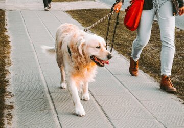 Cani in Ticino, dal 1° settembre corso obbligatorio prima di prendere l'animale: 120 CHF, 6 ore e multa da 150 CHF per chi salta il passaggio