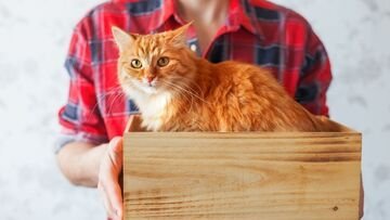 Adottare un gatto in Ticino: cosa sapere e dove recarsi
