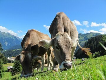 Le aziende agricole sono sempre più bio in Svizzera. In calo quelle tradizionali