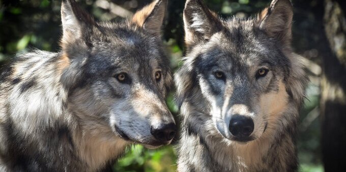 I lupi dei Grigioni possono essere abbattuti. Via libera dell'Ufficio federale