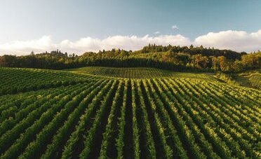 Le 5 cantine del Mendrisiotto da visitare quest'estate: quanto costa davvero una degustazione di merlot (dai 10 ai 25 CHF)
