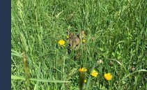Cuccioli di capriolo in pericolo? In Ticino si testano droni e termocamere