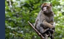 Quali animali possono trasmettere il vaiolo delle scimmie? Provenienza e contagiosità del virus