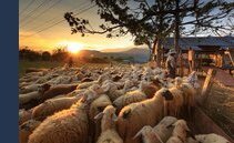 Contrastare la diffusione del lupo con una scuola di pastorizia: la proposta