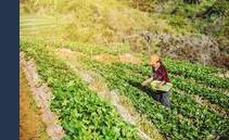 Ogni anno perse 233 mila tonnellate di alimenti. La colpa è del traffico