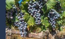 Uva in Ticino trovato l'accordo sul prezzo di acquisto per la vendemmia 2022