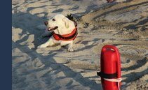 Alla Foce del Cassarate arrivano i cani da salvataggio
