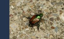 Attenzione al coleottero giapponese. In Ticino è scattata la campagna di cattura. Ecco perché è pericoloso