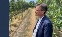 La siccità minaccia il vino del Mendrisiotto. Vitta: «Danni difficili da quantificare»