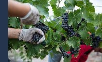 Ricca la vendemmia 2022 in Svizzera: produzione su del 63%. In Ticino +8%. Premiata anche la qualità