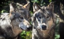 Cantone dei Grigioni, abbattuto il lupo capobranco del Beverin