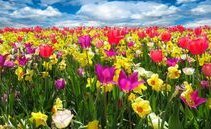 Aria di primavera: ecco i 5 fiori più belli del Ticino. Scopriamo il loro significato