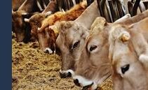 Referendum del 25 settembre e iniziativa sull'allevamento intensivo. Ecco le posizioni dei comitati referendari