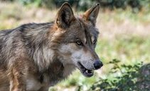 I grandi predatori minacciano l'agricoltura: nuove strategie nei Grigioni 