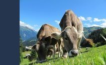 Droni e app: l'agricoltura svizzera è sempre più hi-tec