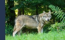 Pecore uccise, avvistamenti e fototrappole. Il lupo è tornato sul Monte Generoso?
