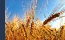 Accordo sul grano: la Russia fa saltare il rinnovo. E i prezzi schizzano alle stelle