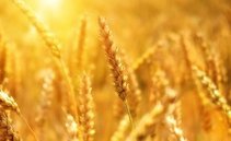 Gas, petrolio, grano: quanto sono aumentate le materie prime dall'inizio della guerra?