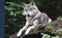 Lupo in Ticino: ordinato l'abbattimento di un esemplare in Valle di Blenio