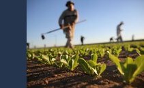 Assegni familiari, da luglio verrà sciolto il fondo per l'agricoltura