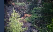 La lince è tornata nei Grigioni: avvistati anche i cuccioli. FOTO