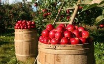 Agricoltura bio: la svolta sostenibile in Ticino è già iniziata 