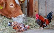 Rincara il foraggio per animali proveniente dall'Ucraina. La Svizzera abbassa i dazi
